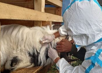 Memperkuat Kemitraan Biosekuriti Australia dengan Indonesia