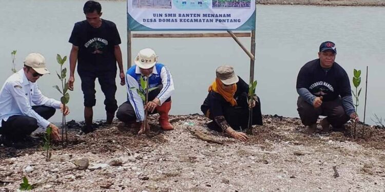Lazis Muhammadiyah Dan UIN Sultan Maulana Hasanuddin Banten Tanam Seribu Mangrove, Untuk Kurangi Pemanasan Global