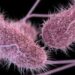 Tips Mencegah Penularan Bakteri Salmonella