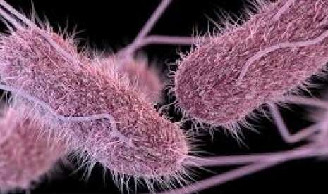 Tips Mencegah Penularan Bakteri Salmonella