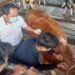 Pengabdian Tim Dosen UMM Hasilkan Limbah Bir hingga Biogas