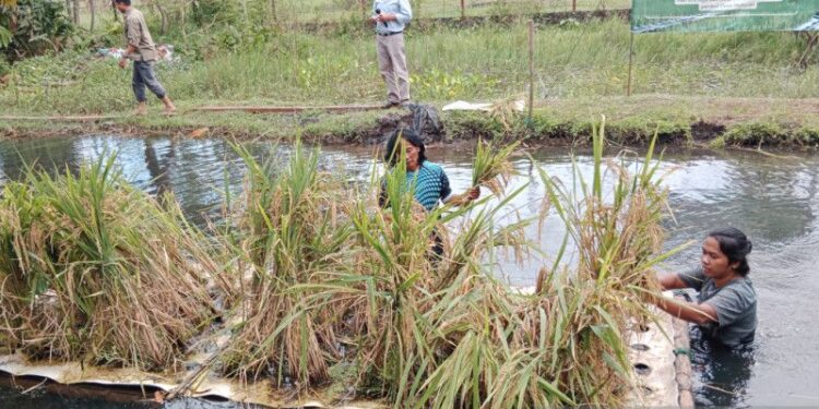 UMY kembangkan teknologi padi apung solusi hadapi penyusutan lahan