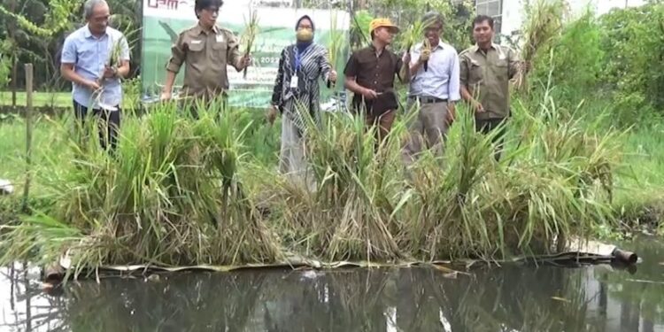 UMY kembangkan padi teknologi apung di lahan gambut