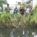 UMY kembangkan padi teknologi apung di lahan gambut