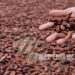 UMM Dampingi Petani Sumbermanjing Wetan Hasilkan Kakao Berkualitas