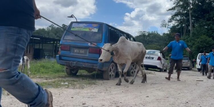 Seekor sapi lepas warnai ibadah kurban PCIM di Malaysia