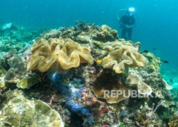 Pemanasan Global Rusak 84 Persen Terumbu Karang Dunia