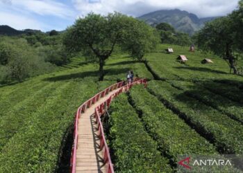 Wisata alam perkebunan teh dengan ketinggian 1.250 meter di Malang