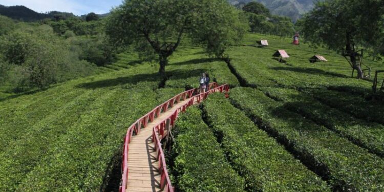 Wisata alam perkebunan teh dengan ketinggian 1.250 meter di Malang