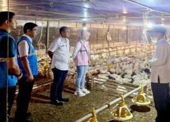 Harga Ayam-Telur Anjlok, Kementan: Stabilisasi, Kami Pastikan Peternakan Rakyat Berlanjut