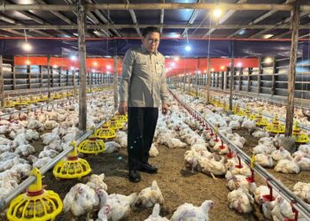 Kementan komitmen gerak cepat stabilkan harga ayam dan telur