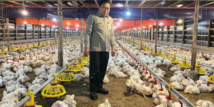 Kementan komitmen gerak cepat stabilkan harga ayam dan telur