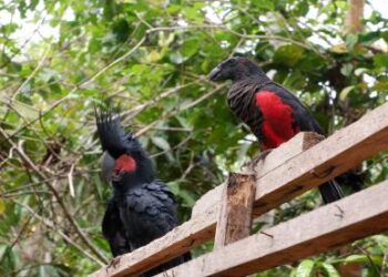 Pertamina Jalankan Program Konservasi Burung di TNWK