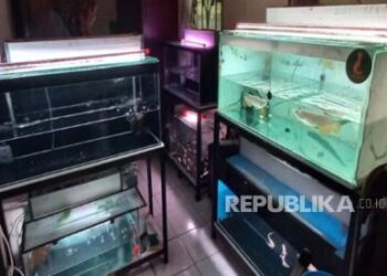 Usaha Ikan Arwana yang Menggiurkan, Hanya Bermodal Rp 200 Ribu Bisa Beromzet Puluhan Juta