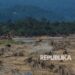900 Ribu Hektare Perkebunan Sawit Dikembalikan Jadi Hutan Konservasi