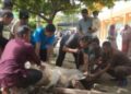 Kebersamaan Santri dan Warga Warnai Idul Adha di Pesantren Muhammadiyah Kwala Madu