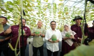 Rektor UMSU Panen Melon Hydroponik, Dorong Pengembangan Greenhouse Sebagai Inovasi Pertanian Modern